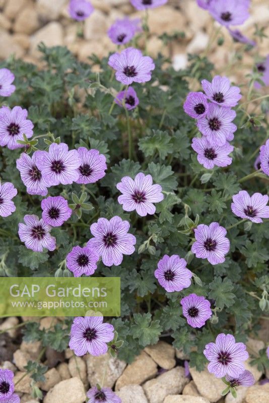 Géranium cinereum 'Ballerine' - Géranium sanguin