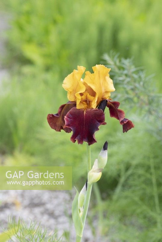 Iris 'Sultane Suprême'