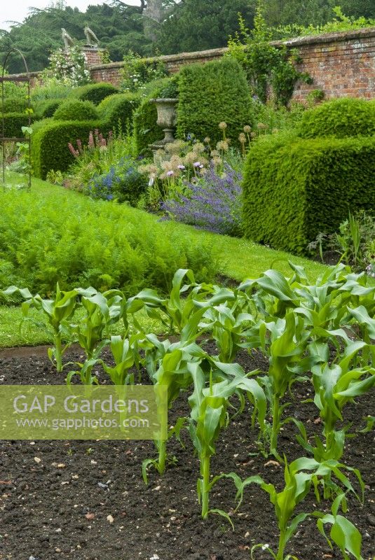 Frontières de légumes de maïs doux et de carottes avec des plantations herbacées dans les baies d'en face - Le jardin clos, Helmingham Hall, Suffolk