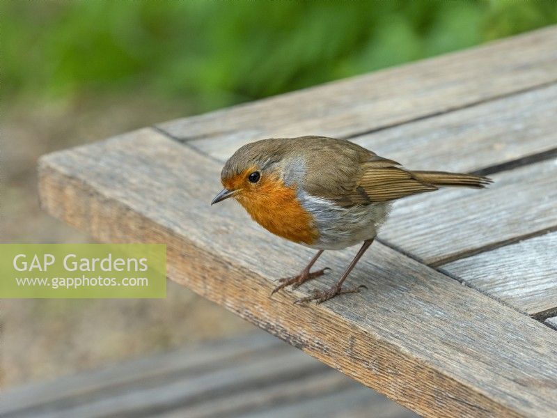 Erithacus rubecula European Robin perché sur table de jardin