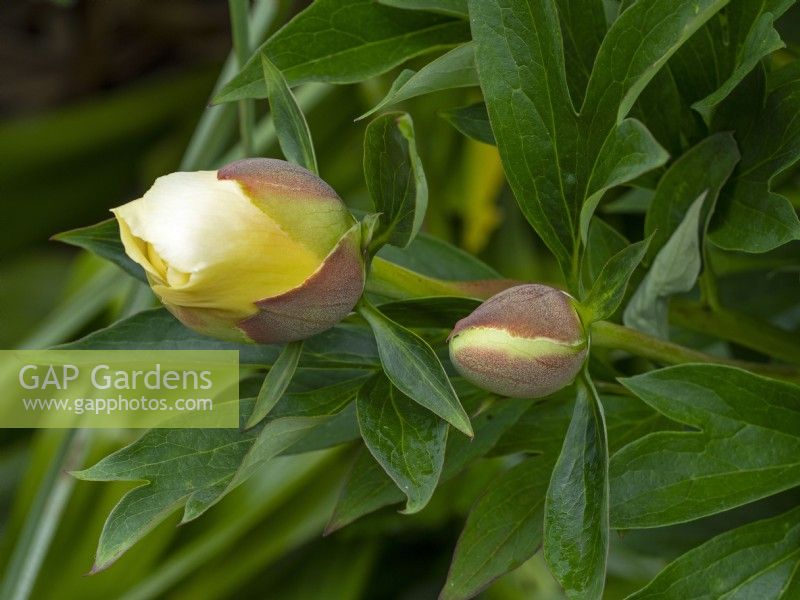 Paeonia lactiflora 'Bartzella' Eté Juin