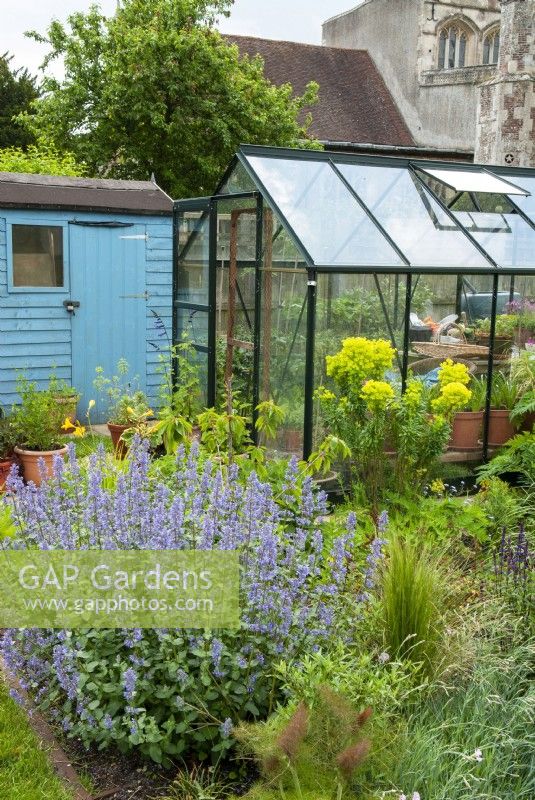 Vue sur les allotissements avec un assortiment de plantes vivaces, y compris Nepetia - Cat Mint - et Euphorbia - Spurge - avec cabanon bleu et serre - Journée des jardins ouverts, East Bergholt, Suffolk