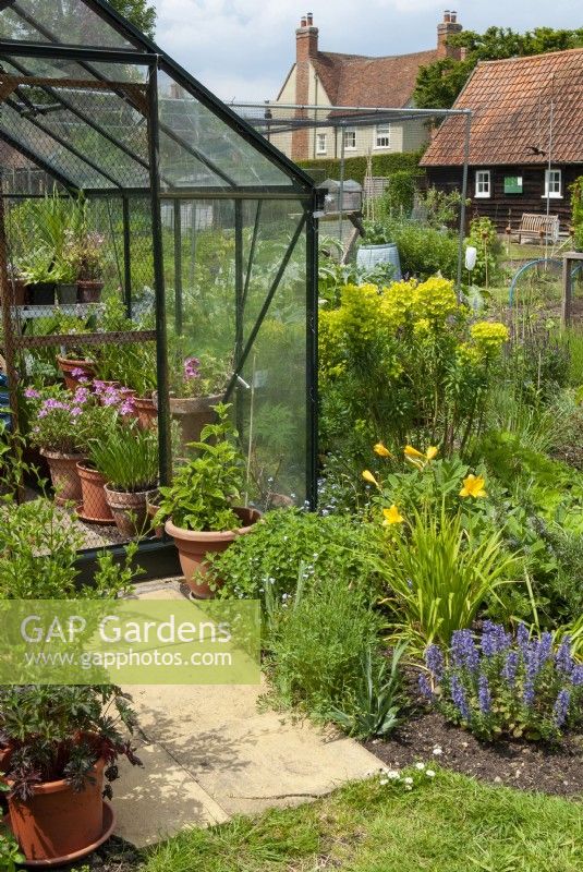 Vue sur les allotissements avec un assortiment de plantes vivaces et chemin en serre - Journée jardins ouverts, East Bergholt, Suffolk