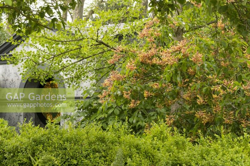 Aesculus x mutabilis 'pendiflora' à côté d'un temple néo-classique dans le Myeloma UK - A Life Worth Living Garden conçu par Chris Beardshaw au RHS Chelsea Flower Show 2023