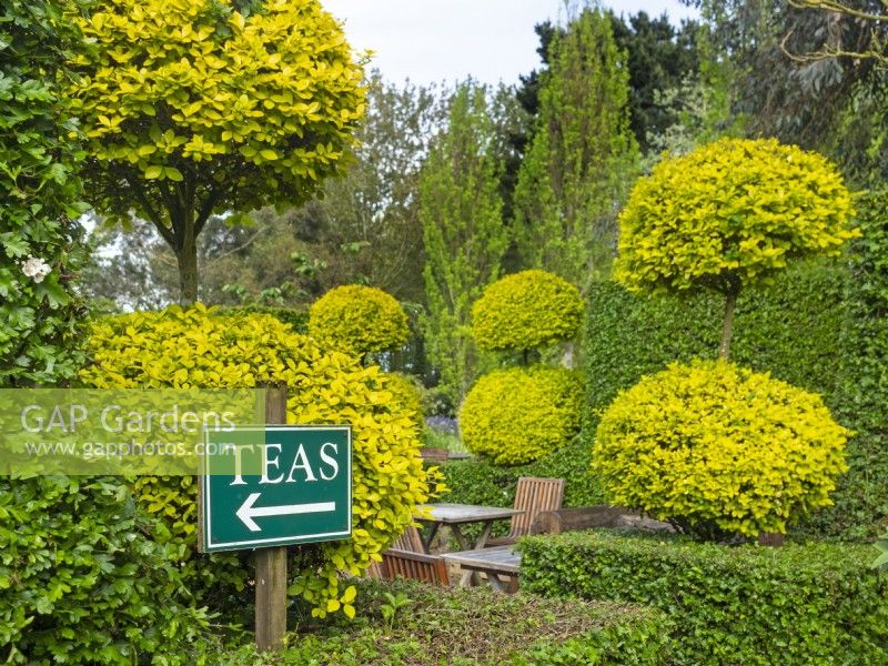 Clipped Buxus - Box - couverture et topiaire dans le jardin de thé à - East Ruston Old Vicarage, Norfolk May Spring