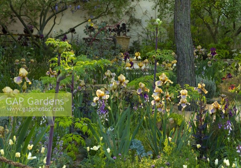 Bearded Benton Irises in the Nurture Landscapes Garden, un jardin d'exposition conçu par Sarah Price au RHS Chelsea Flower Show 2023