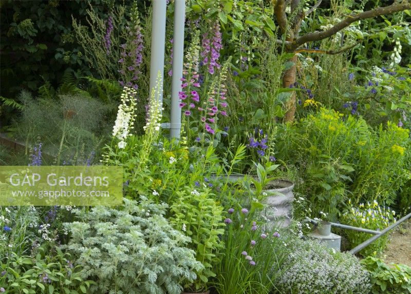 Un parterre de Digitalis purpurea, Delphinium et Salvia dans le jardin de Savills au RHS Chelsea Flower Show 2023.