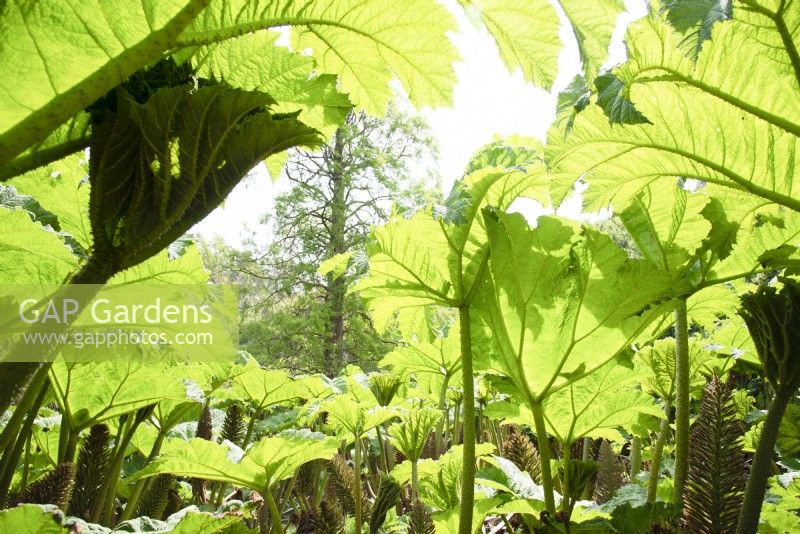 Gunnera manicata avec des feuilles fraîches vertes en juin