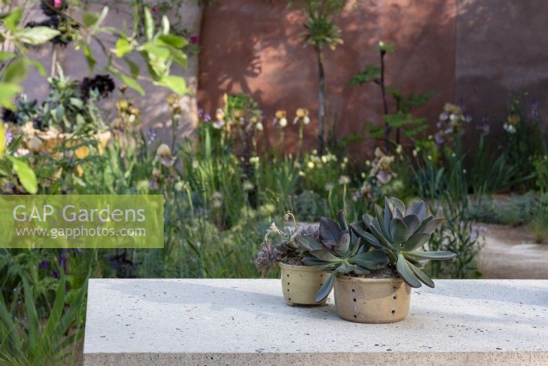 Deux pots de plantes succulentes sur la table de jardin dans le jardin The Nurture Landscapes, Gold winner Chelsea 2023, Designer : Sarah Price