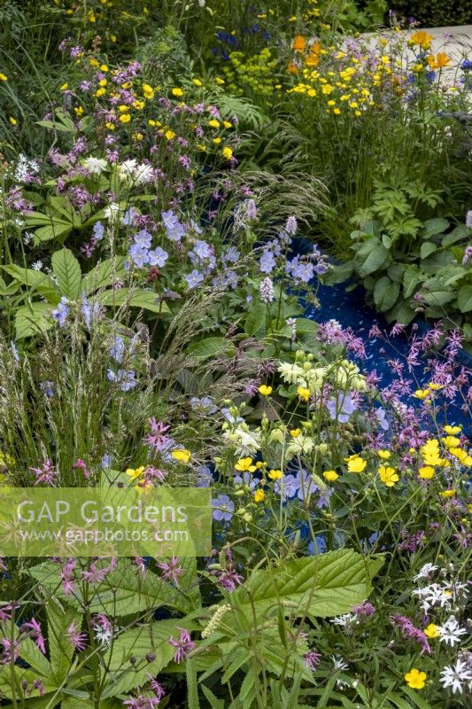 Jardin de fleurs sauvages avec : Bistorta officinalis, Lychnis flos-cuculi, Ranunculus acris et Geranium pratense. Le jardin de la RSPCA, concepteur : Martyn Wilson.