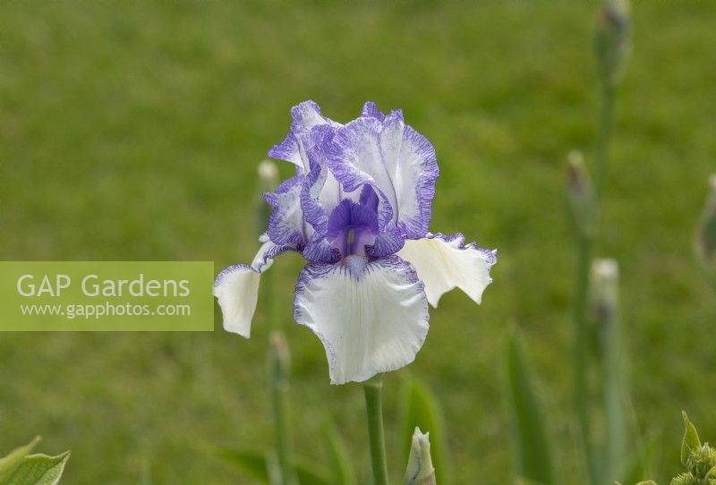 Iris 'Violet Icing' - Iris barbu
