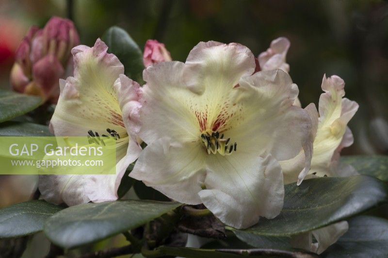 Rhododendron Odee Wright, fleurs et feuillages. Printemps. Peut. Fermer.