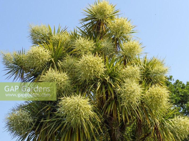 Cordyline australis palmier chou printemps en fleurs l'été juin