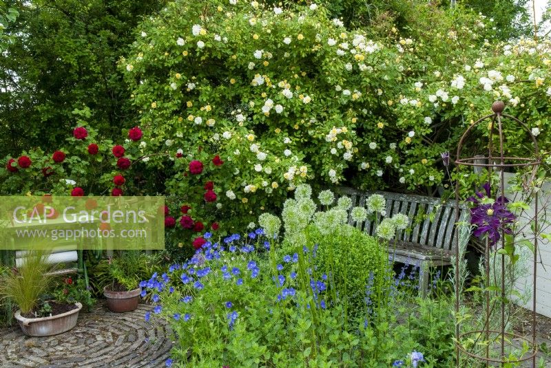 Rosier grimpant 'Tess of the D'Urbervilles' et Rambling Rose 'Malvern Hills' sur clôture avec géranium 'Orion', Alliums et Clematis dans un parterre de fleurs - Open Gardens Day, Old Newton, Suffolk