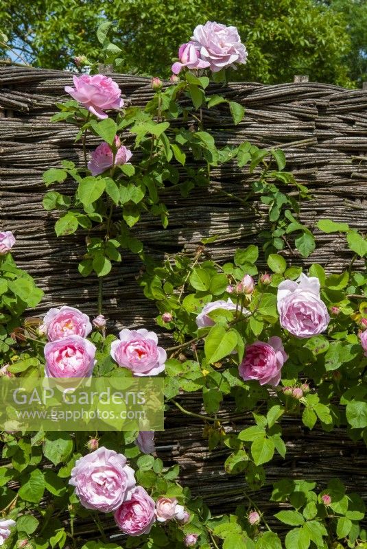 Escalade Rosa 'Constance Spry' poussant contre une clôture en osier - Journée des jardins ouverts, Old Newton, Suffolk