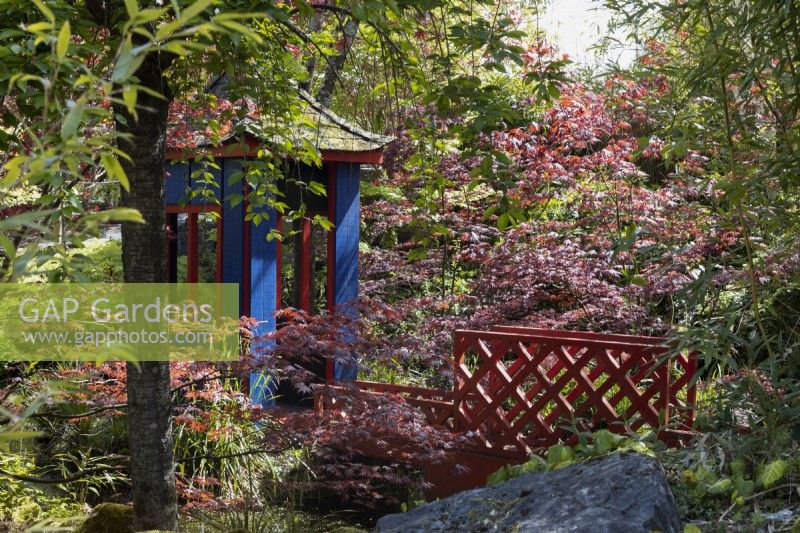 Le jardin japonais avec une réplique de salon de thé et des bassins avec des carpes koï. Entouré d'érables japonais. rhododendron et magnolia. Trago Mills montrent les jardins, Devon, Royaume-Uni. Peut. Printemps