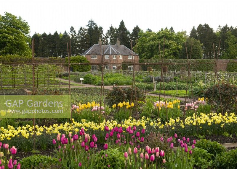 Rangées de tulipes et de narcisses devant le cottage de jardin dans le jardin clos du château de Gordon.