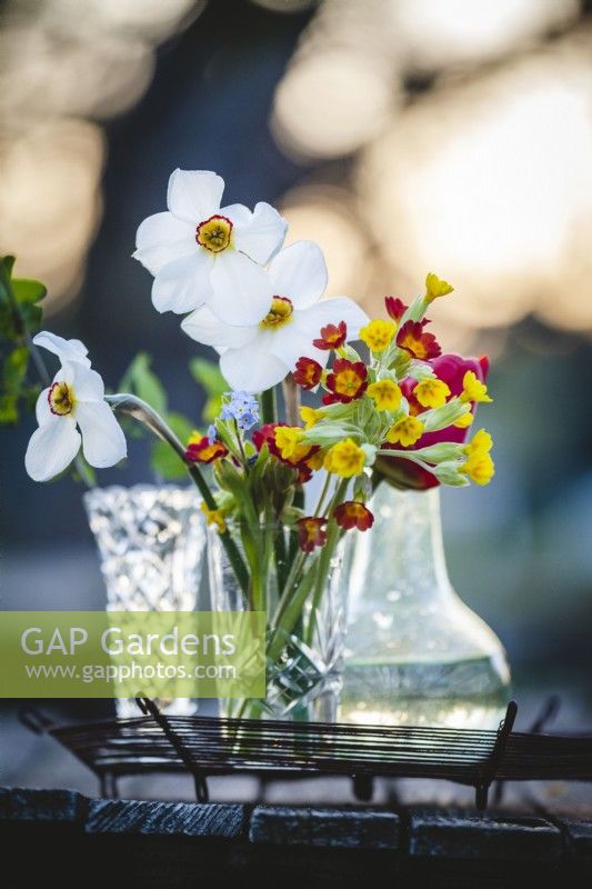 Vases avec Narcissus poeticus var. recurvusPheasants Eye, espèce jonquille, myosotis et Primula veriscowslip