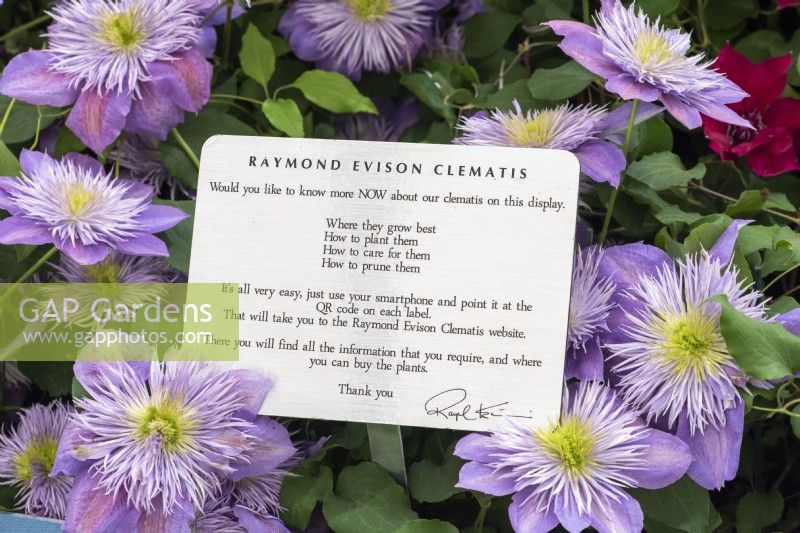 Exposition de clématites Raymond Evison dans le Grand Pavillon du Chelsea Flower Show 2022, où elle a remporté sa 32e médaille d'or.
