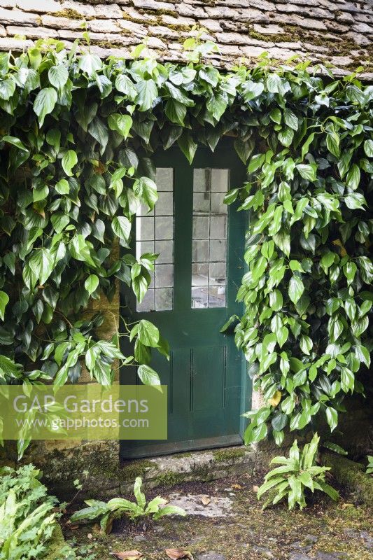 Porte encadrée par Hedera colchica sur le pool house à Milton Lodge, Somerset en juin
