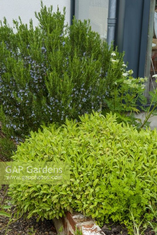 Parterre d'herbes contenant du romarin, de la sauge dorée panachée, du cerfeuil et du persil - Journée des jardins ouverts, Nacton, Suffolk