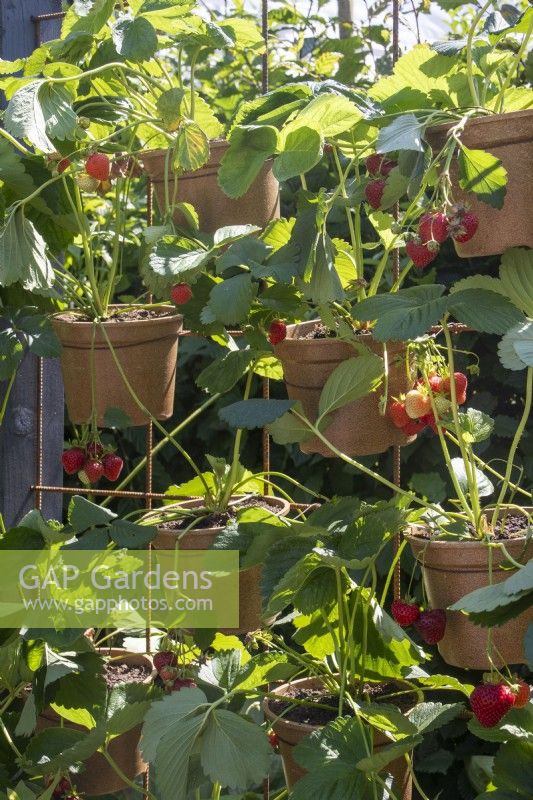 Pots de fraises suspendus à une grille métallique verticale - BBC Gardeners' World Live, Birmingham 2023 - Ruth Gwynn Associates The Newson Health Menopause Garden - Designer : par Ruth Gwynn