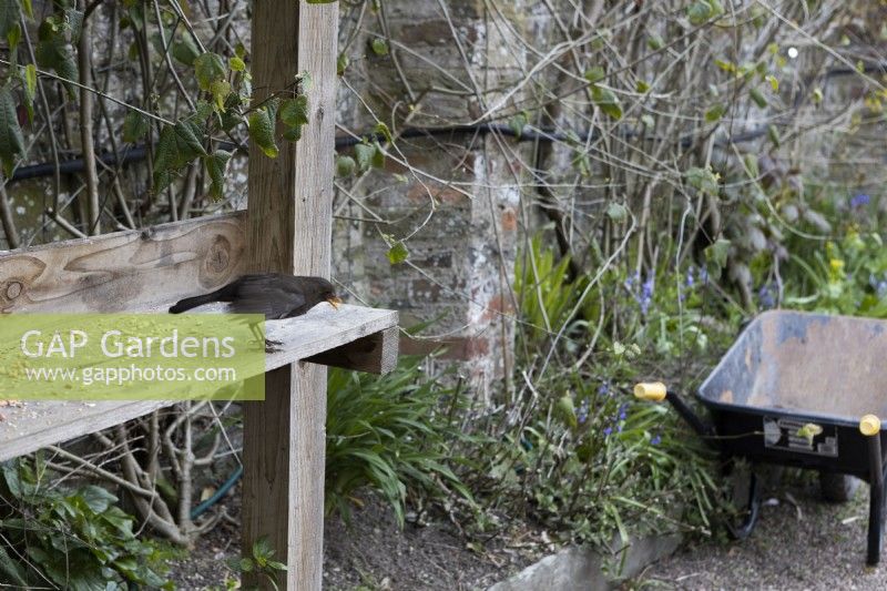Un merle mâle mange des graines d'oiseaux sur une étagère en bois avec une brouette en arrière-plan. Jardins de Marwood Hill. Printemps. Peut.