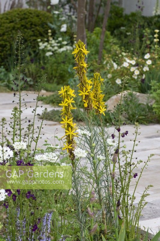 Asphodeline lutea, asphodèle jaune ou lance du roi, une herbacée vivace portant de grands épis de fleurs dorées en juin.
