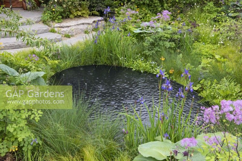 Une piscine noire est bordée de graminées, Iris setosa var. arctica, thalictrum, primevères candélabres, hostas et fougères.