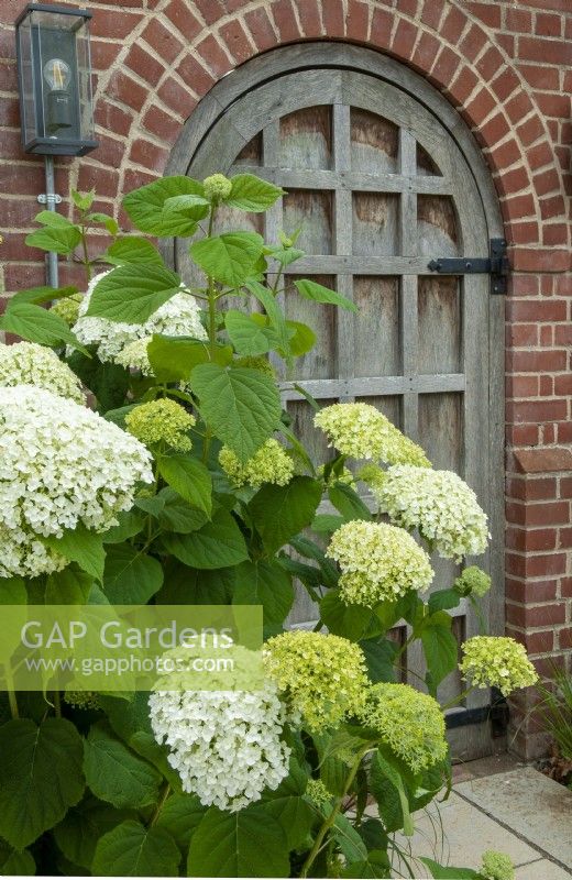 Hydrangea arborescens à côté de la porte dans le jardin - Journée des jardins ouverts, Easton, Suffolk