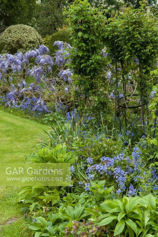 Parterre bleu avec Bluebells, Forget-Me-Nots et Wisteria, avec des obélisques soutenant les roses grimpantes - Open Gardens Day, Nacton, Suffolk