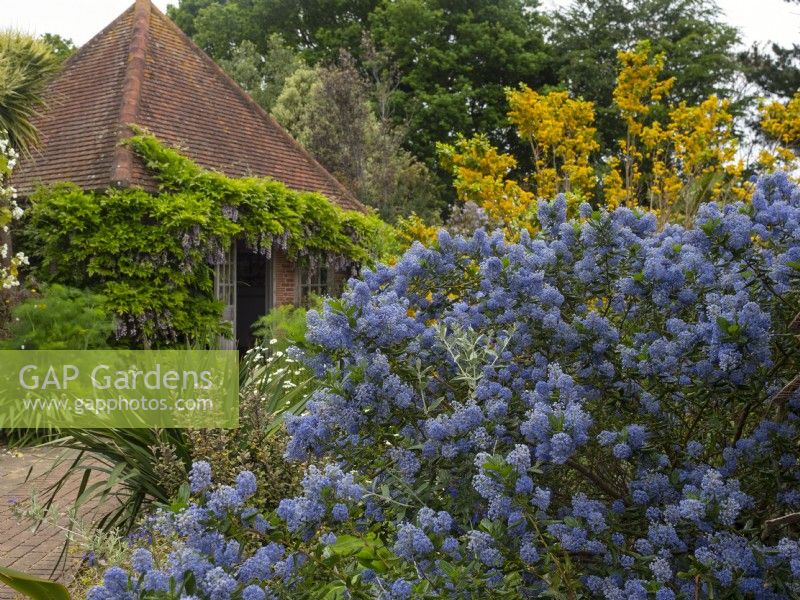 Le pavillon dans le jardin méditerranéen East Ruston Old Vicarage Gardens, Norfolk, UK Juin Ceanothus thyrsiflorus en premier plan