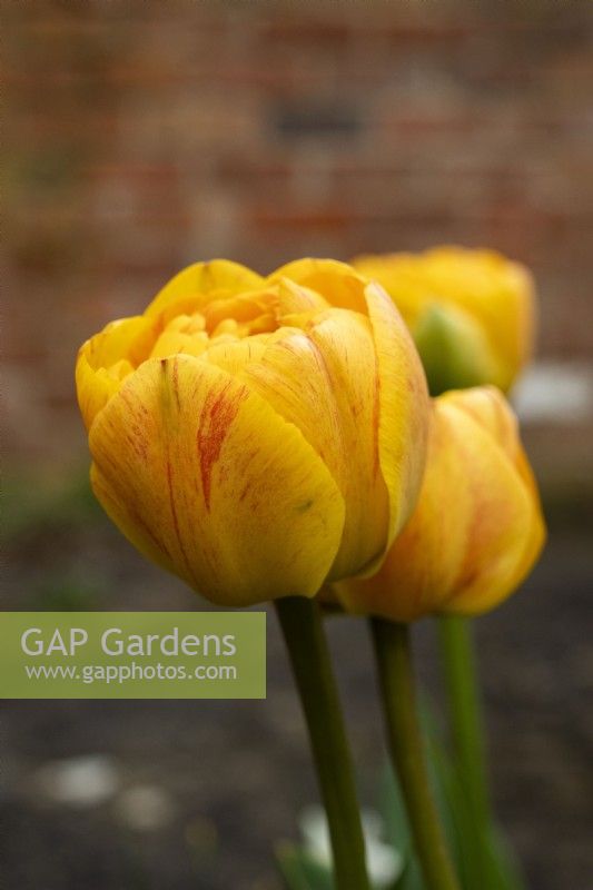 Tulipa 'Sunlover' - tulipe - avril