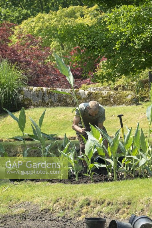 Jardinier des jardins du château d'Arcen plantant des plants de Canna dans un nouveau jardin sous forme de terrasse.