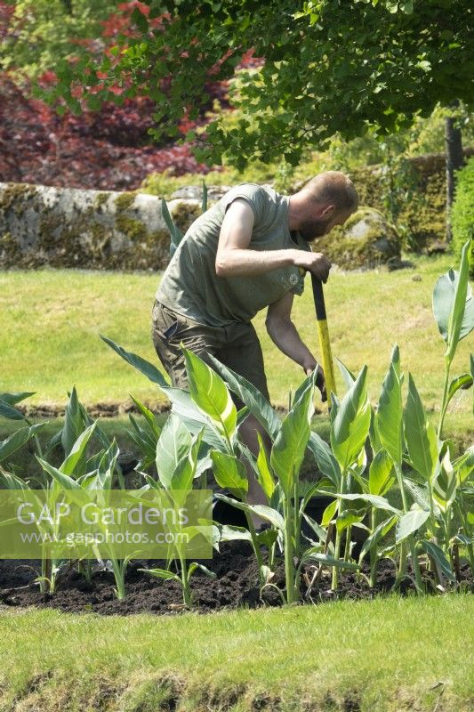 Jardinier des jardins du château d'Arcen plantant des plants de Canna dans un nouveau jardin sous forme de terrasse.