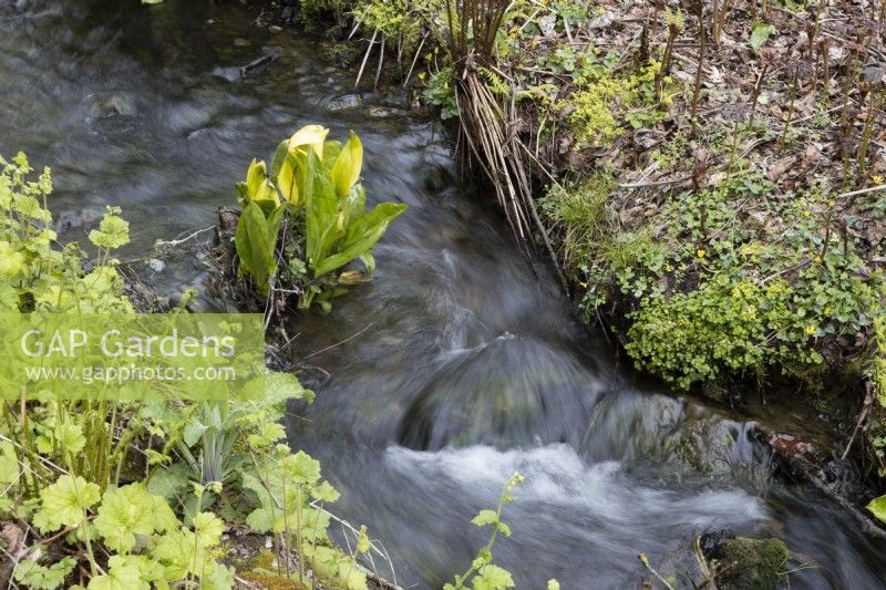 Un petit ruisseau avec de l'eau qui coule et du chou puant de l'Ouest, Lysiciton americanus, qui pousse à côté. Printemps. Peut.