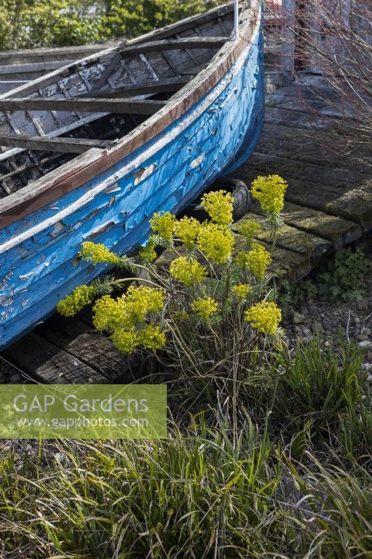 Jardin de bord de mer de Cornouailles avec bateau en bois et euphorbe à côté. Trago Mills montrent les jardins, Devon, Royaume-Uni. Peut. Printemps