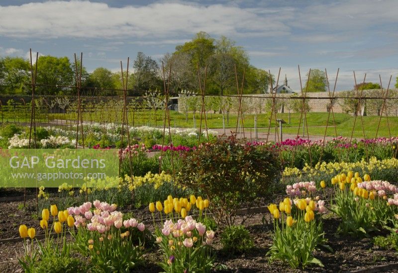 Tulipa 'Mango Charm' et Tulipa 'Big Smile' tulipes jaunes et roses et Narcissus 'Regeneration' dans le Gordon Castle Walled Garden et le Gordon Chaple au loin.