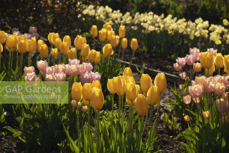 Tulipa 'Mango Charm' et Tulipa 'Big Smile' tulipes jaunes et roses dans le jardin clos du château de Gordon.