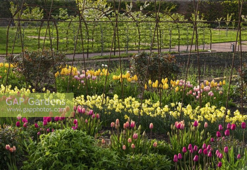 Rangées de tulipes multicolores dans le jardin clos du château de Gordon.
