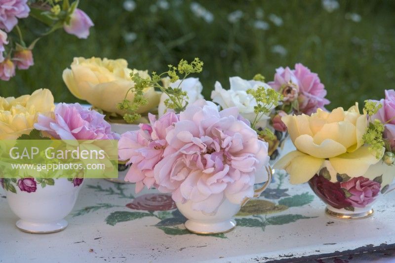 Roses roses et jaunes affichées dans des tasses à thé en porcelaine vintage sur un plateau peint