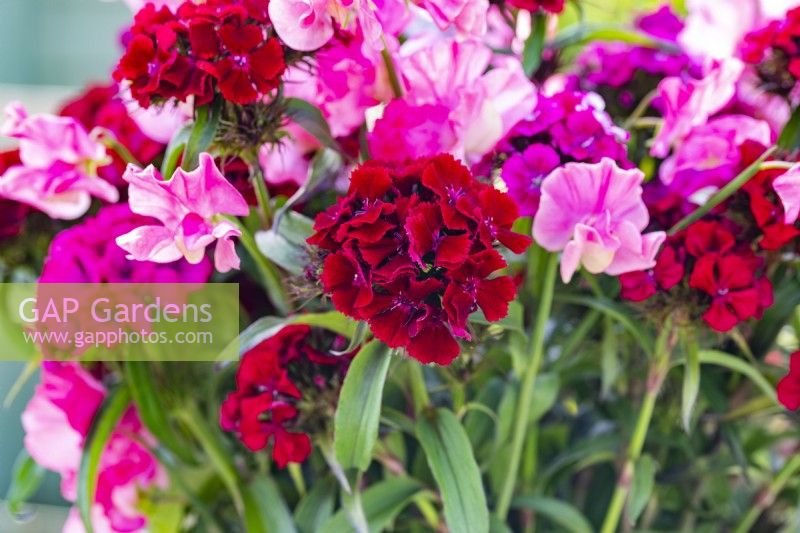 Bouquet de Dianthus barbatus 'Messenger' - Sweet Williams et Lathyrus 'Geranium Pink' - Pois de Senteur