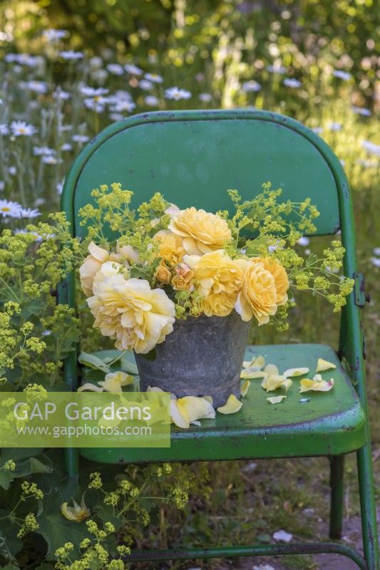 Roses jaune chamois avec Alchemilla mollis dans un seau en métal sur une chaise en métal vert