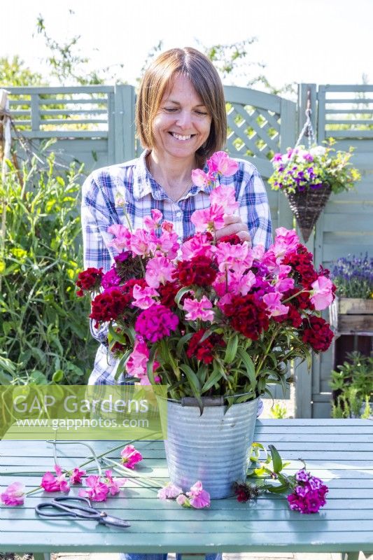 Femme arrangeant un bouquet de Dianthus barbatus 'Messenger' - Sweet Williams et Lathyrus 'Geranium Pink' - Pois de senteur