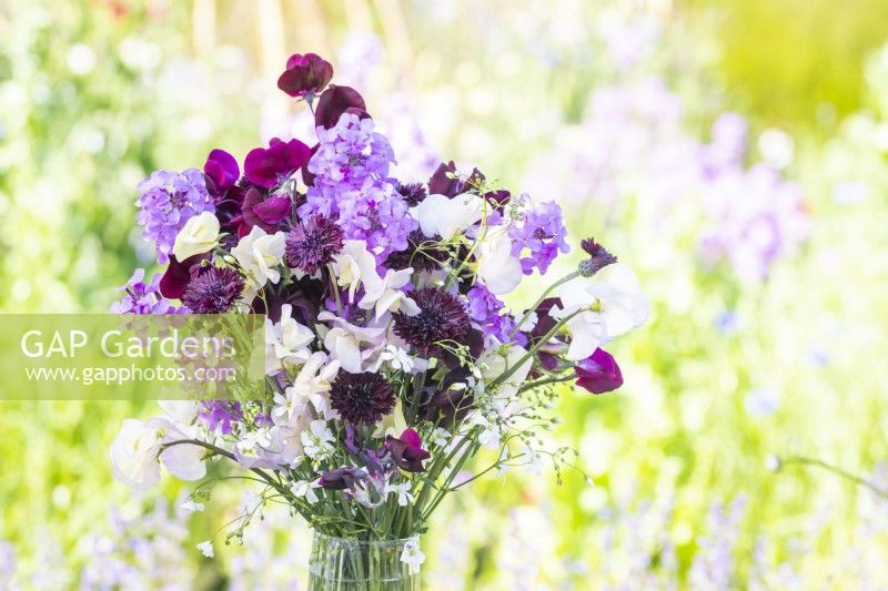 Bouquet de fleurs contenant Lathyrus 'Beaujolais' et 'High Scent', Centaurea 'Black Ball', Lunaria annua - Honesty et Gypsophila elegans 'Covent Garden' dans un vase en verre