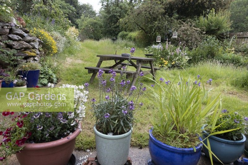 Divers pots colorés avec des plantes à fleurs d'été au premier plan avec une pelouse derrière et un banc de pique-nique en bois, dans un jardin de style cottage. Été. Juin.