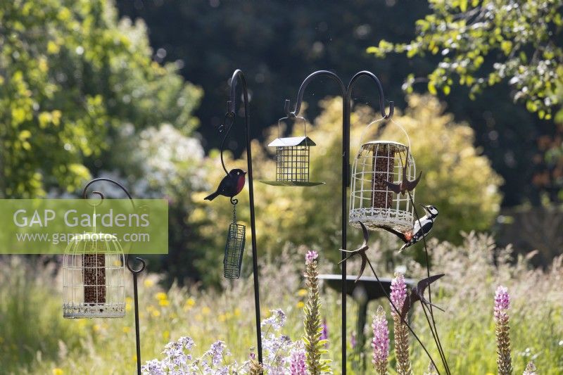 Une sélection de mangeoires d'oiseaux au milieu d'un parterre de fleurs mixtes dans un jardin informel de style cottage. Un pic épeiche se nourrit de l'une des mangeoires à oiseaux. Été. Juin.
