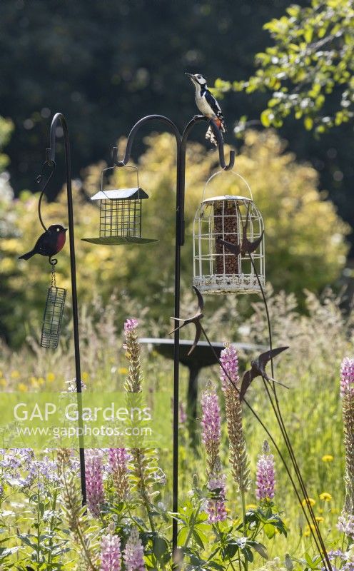 Une sélection de mangeoires d'oiseaux au milieu d'un parterre de fleurs mixtes dans un jardin informel de style cottage. Un grand pic épeiche se trouve au sommet d'un stand d'alimentation. Été. Juin.