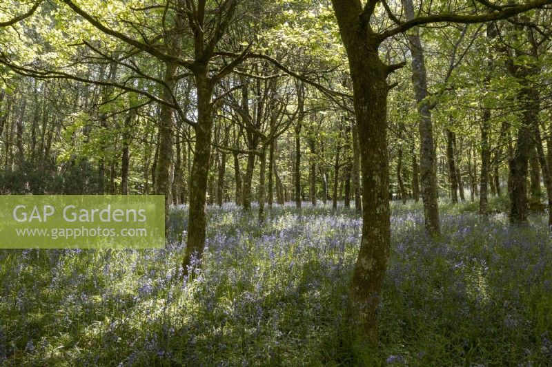 Les jacinthes des bois poussent dans un jeune jardin boisé à feuilles larges du Dartmoor.