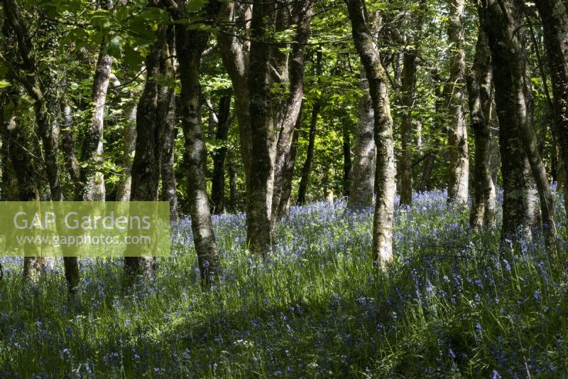 Les jacinthes des bois poussent dans une jeune forêt feuillue du Dartmoor. Printemps. Peut.